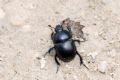 Trypocopris alpinus